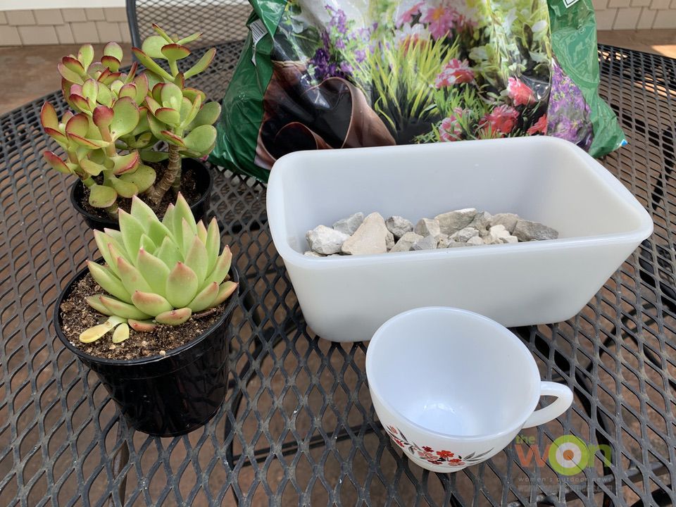 DIY succulent project materials