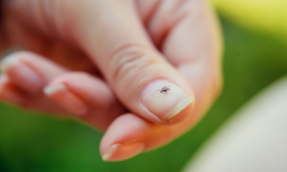 tick on fingernail