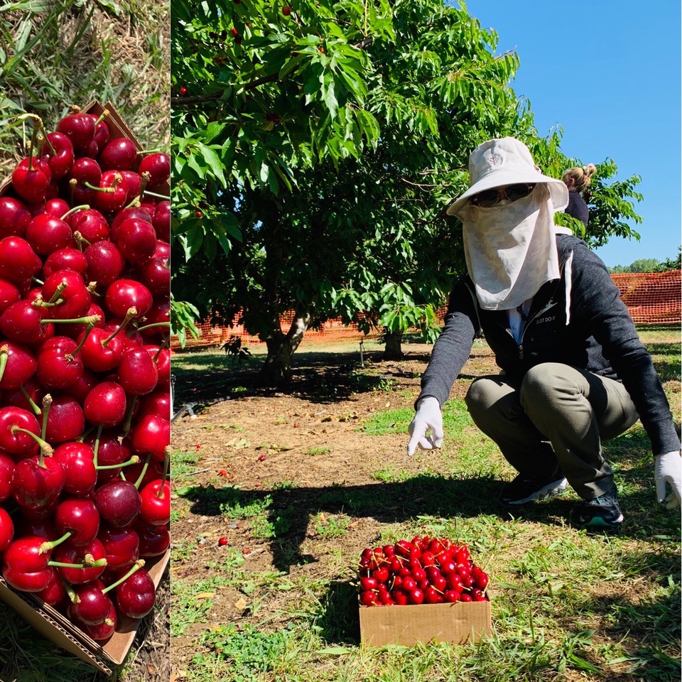 Cherry picking at Brentwood, Vera with face mask during the Coronavirus Pandemic