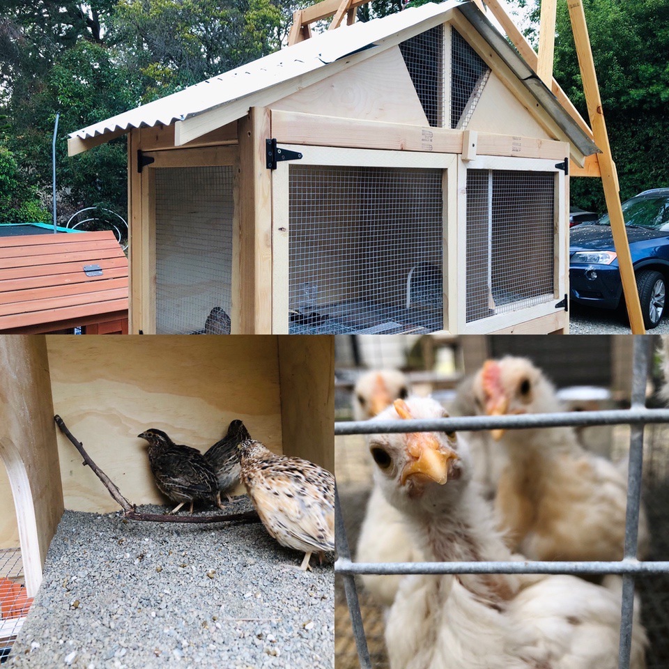 building a house for chicks in 3 days on the pet farm