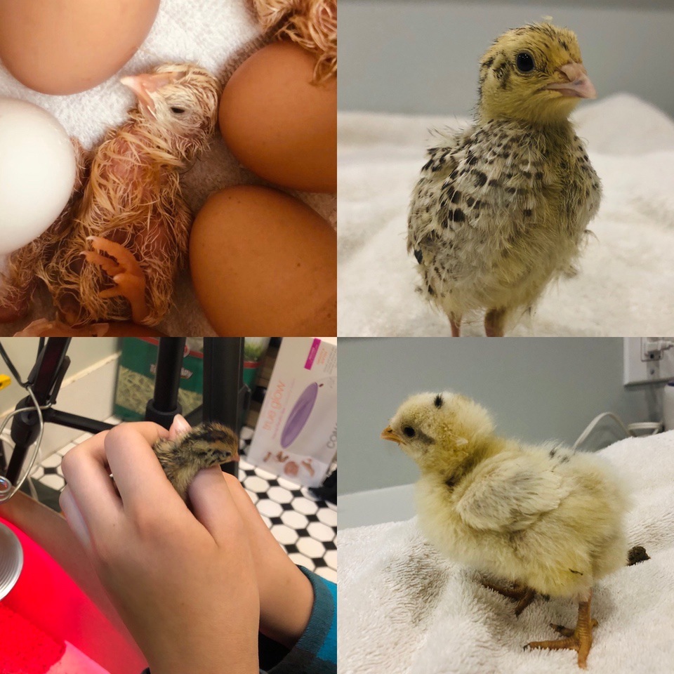 raising chicks from fertilized store- bought eggs during the Coronavirus Pandemic on the pet farm