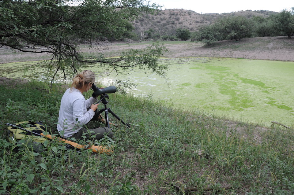 Bullfrog removal (Christina Akins) with spotting scope Cienega Creek Watershed