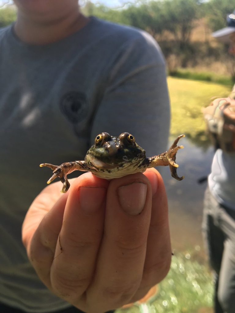 Empire Well Wildlife Pond juvenile Chiricahua leopard frog