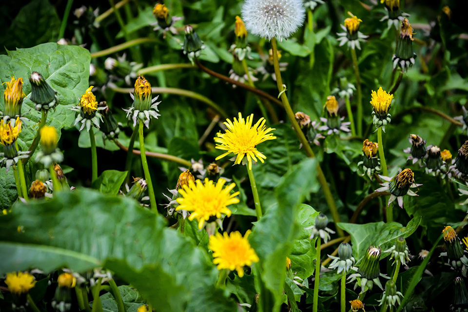 Jessica White Backyard Dandelions