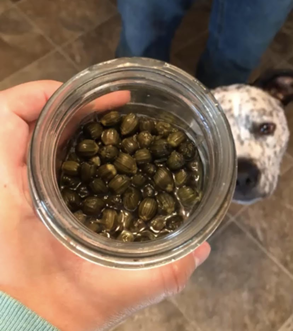 Jessica White Pickled Dandelion Capers dog