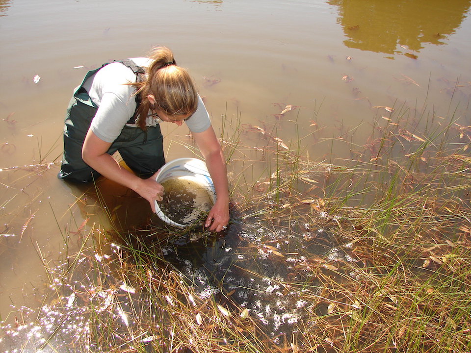 Removing bullfrog egg mass Cienega Creek Watershed