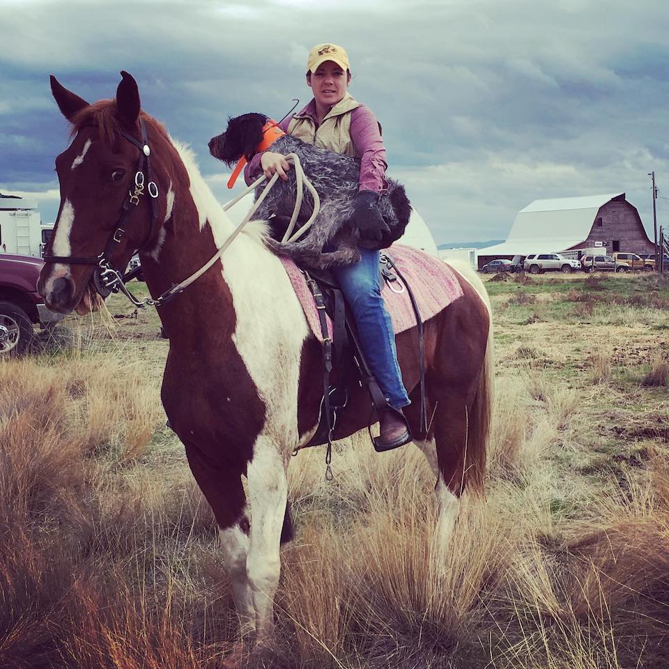 bird dog on horse