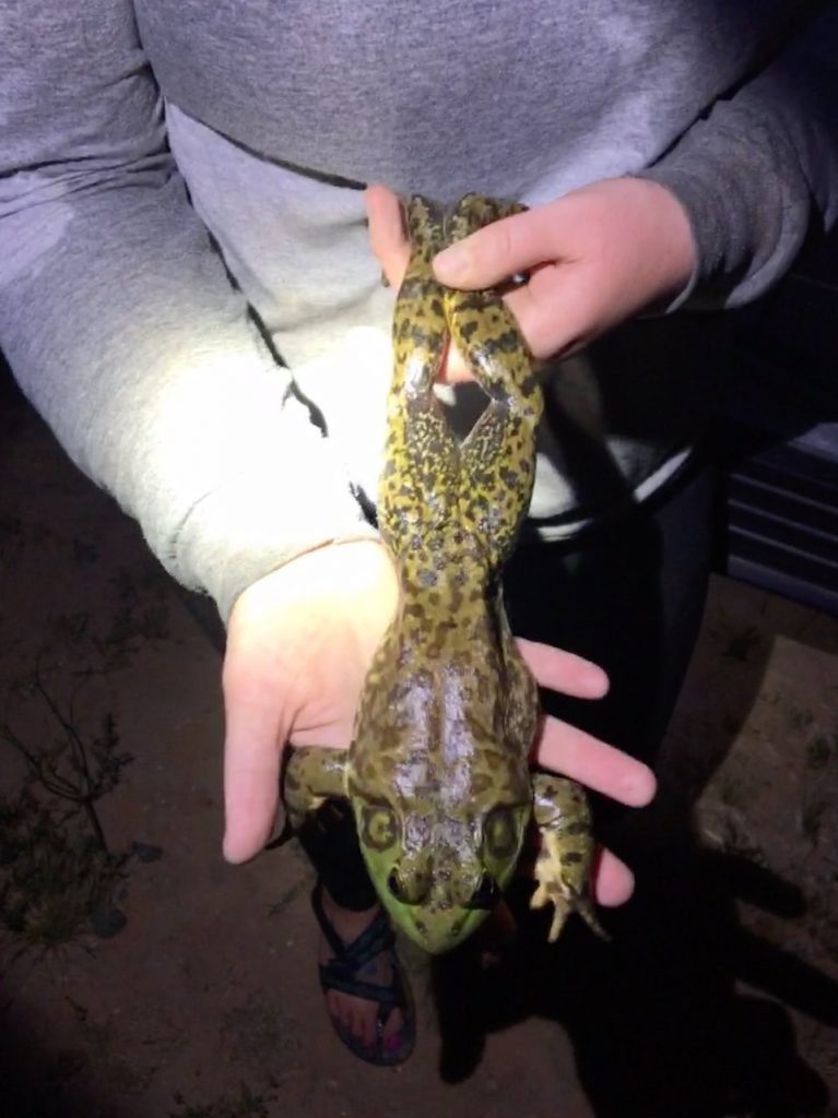 Bullfrog removed from area. (Arizona Game and Fish Department photo) Cienega Creek Watershed