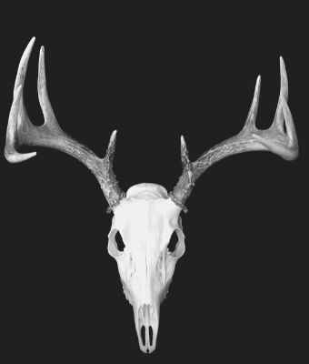 European Deer Mount feature