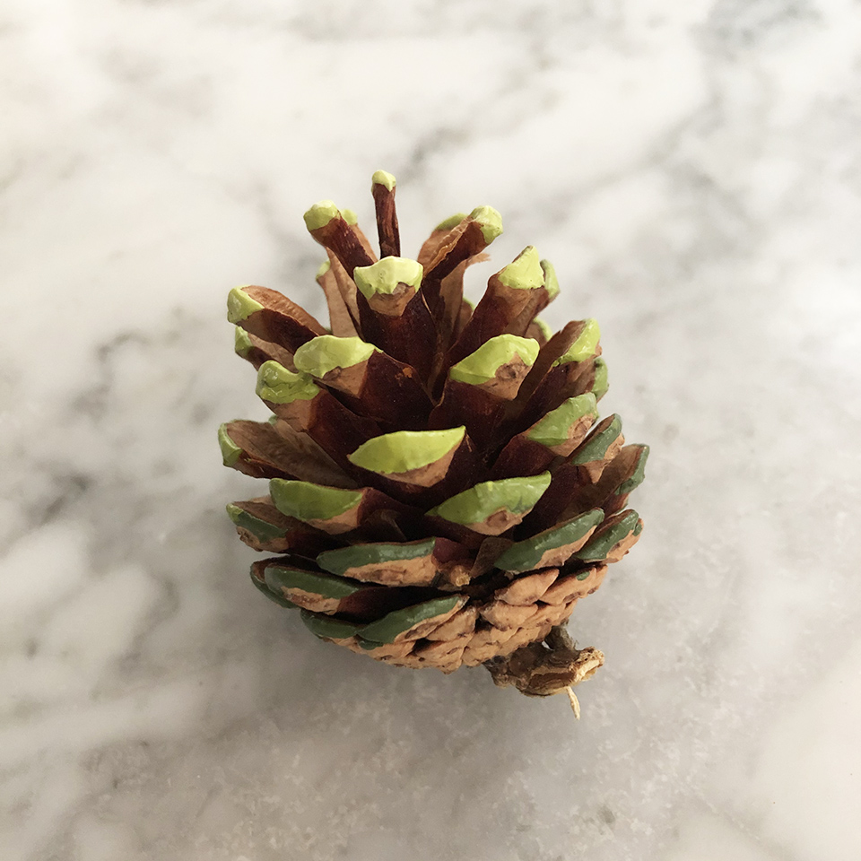 Ombre Pinecone Closeup