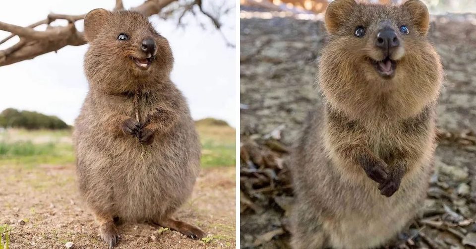 Quokka Image 2