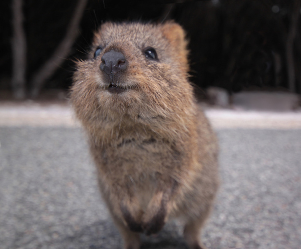 Quokka image 1