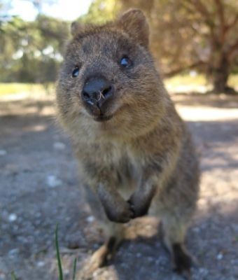 cute animal feature