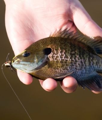 Bluegill fly fishing feature