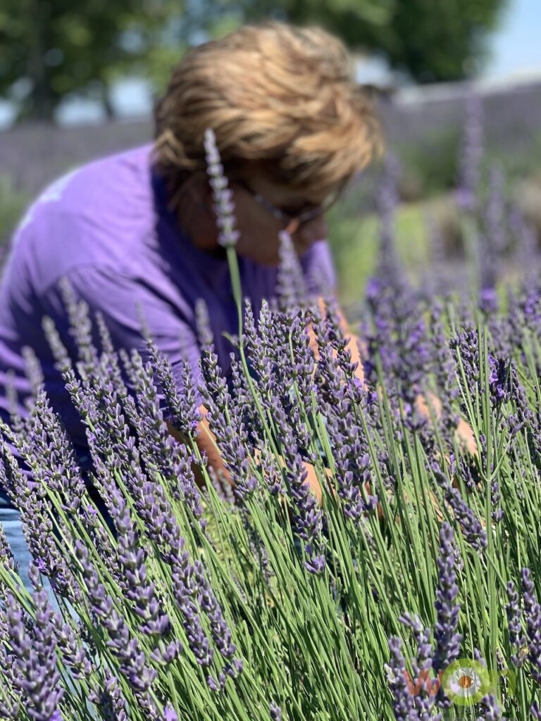 Swank Lavender Farm cutting