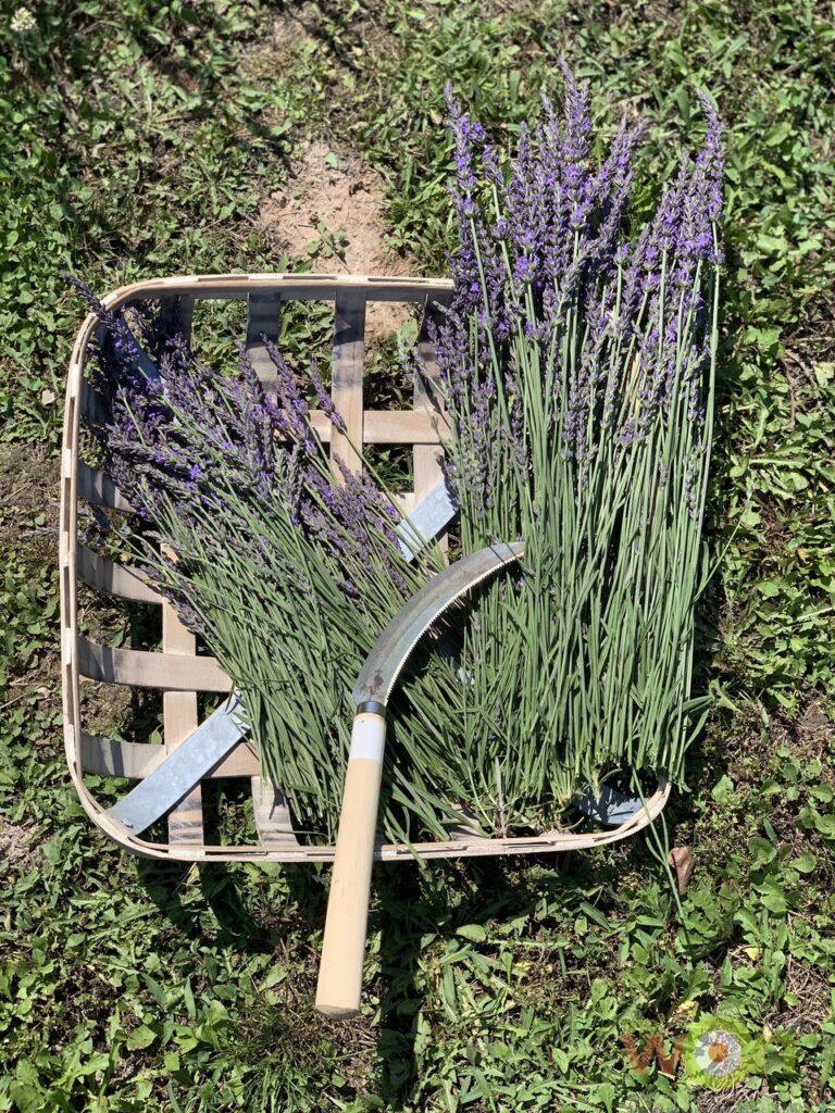 lavender in basket