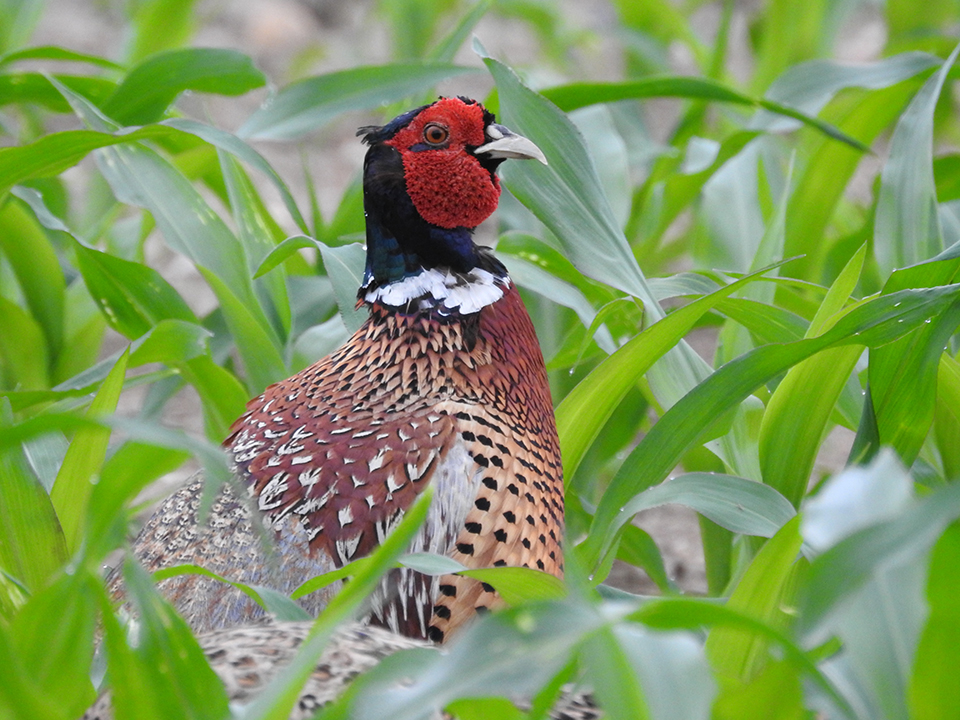 Pheasant Bird unsplash.com photo