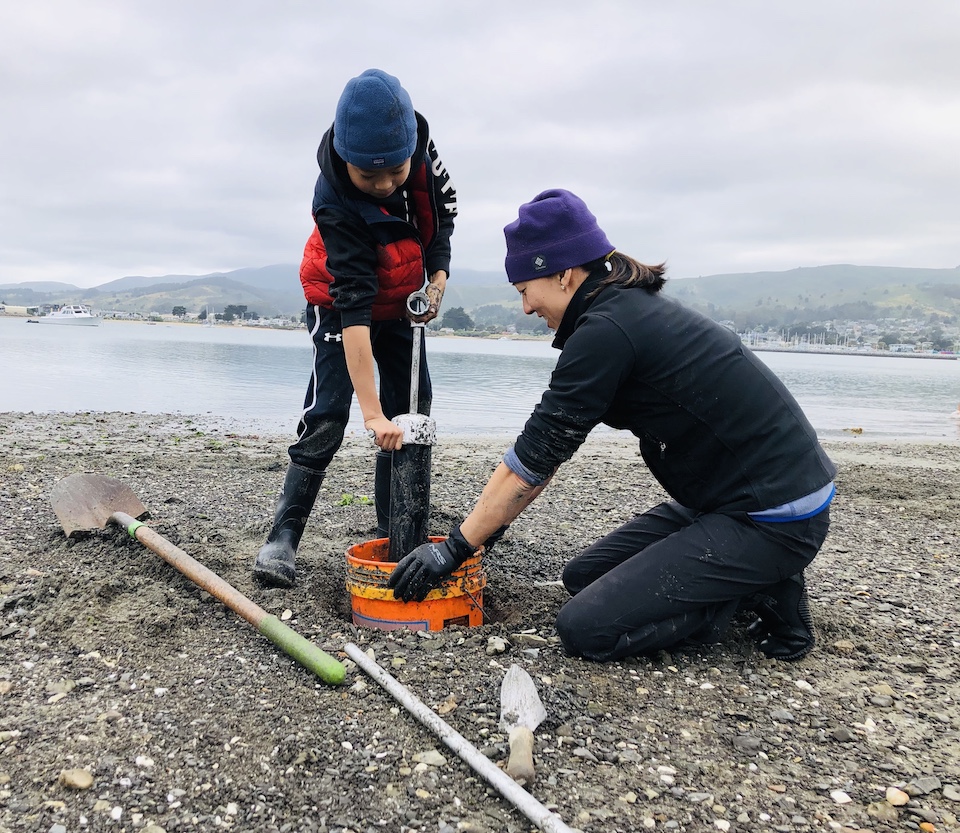 digging for Geoduck Clam