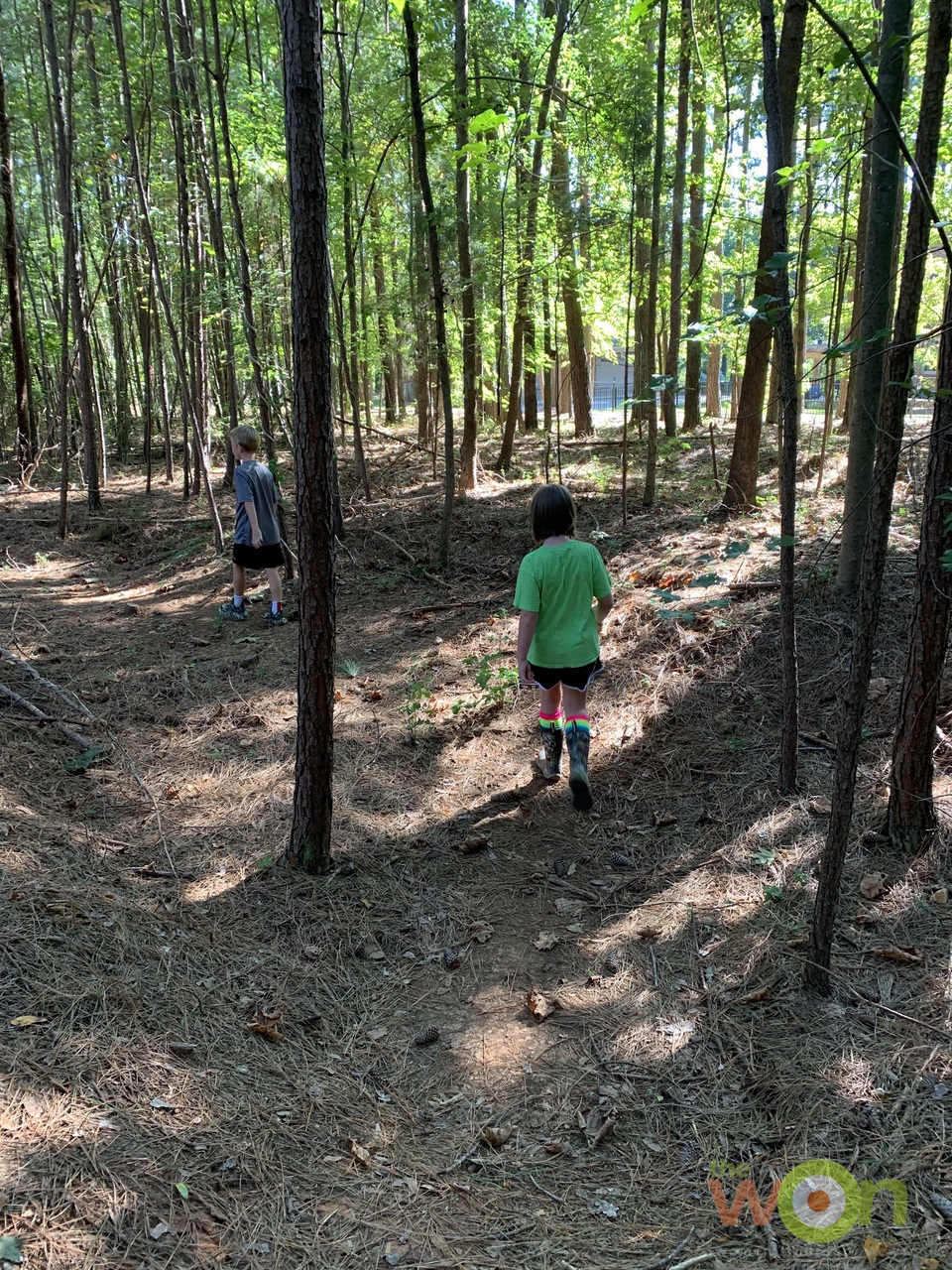 kids on pinecone hunt