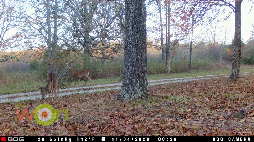 Bloodmoon buck