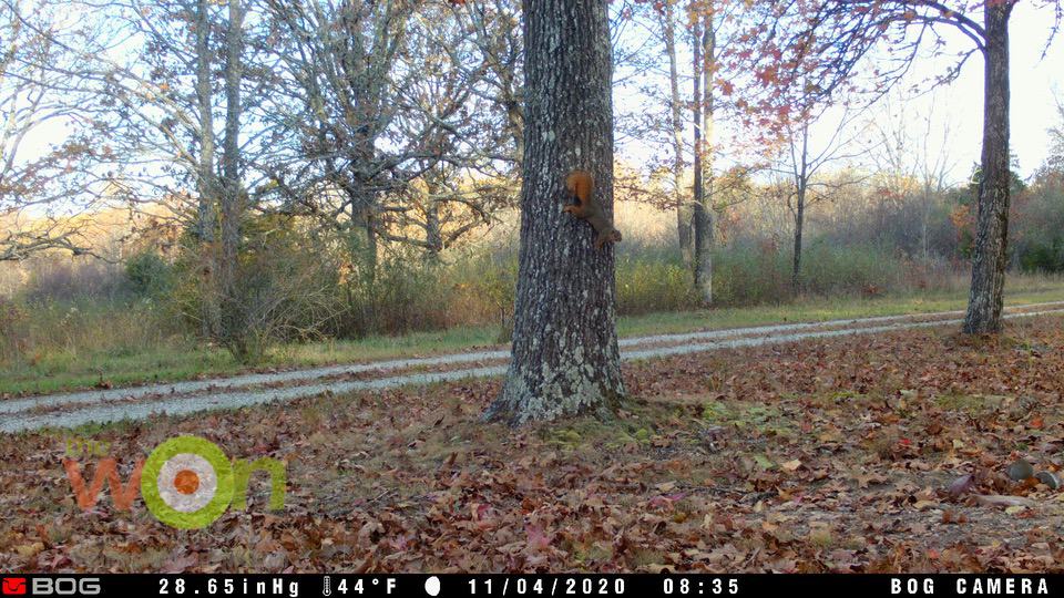 Squirrel on tree BOG trail camera