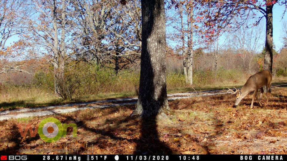 big buck on trail camera