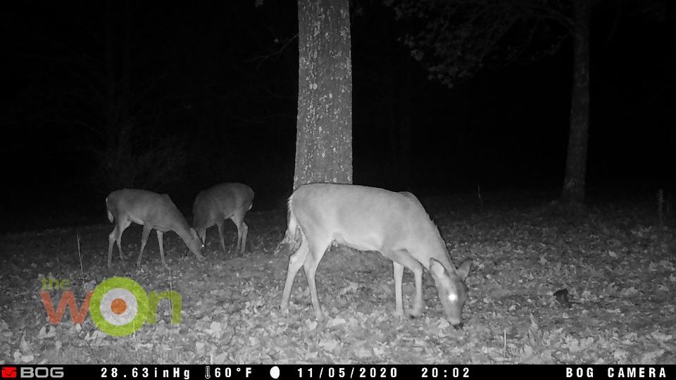 does bog trail camera