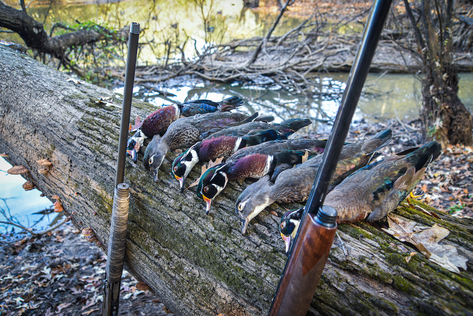 2 Man Limit of Wood Ducks Browning A5 Wicked Wing