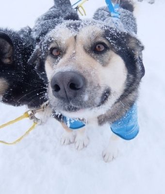 Denali dogs feature