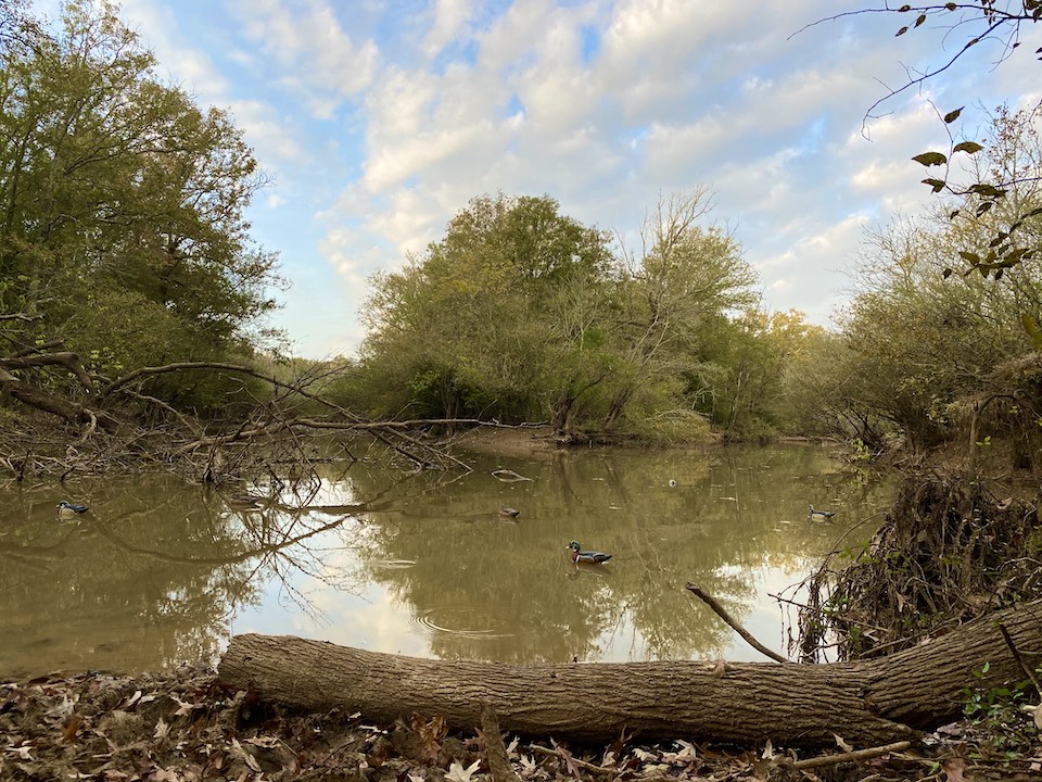 Duck Hunting Slough