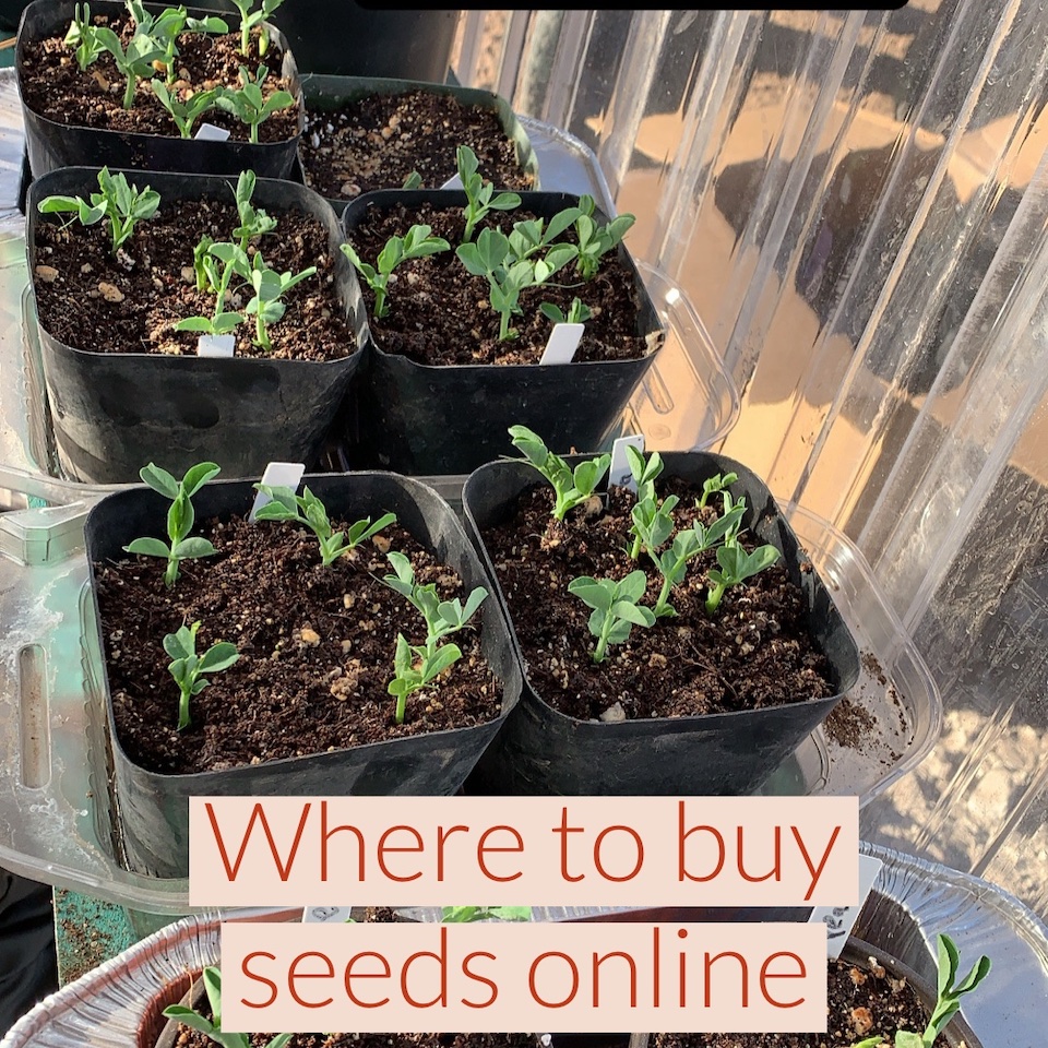 Purchasing seeds