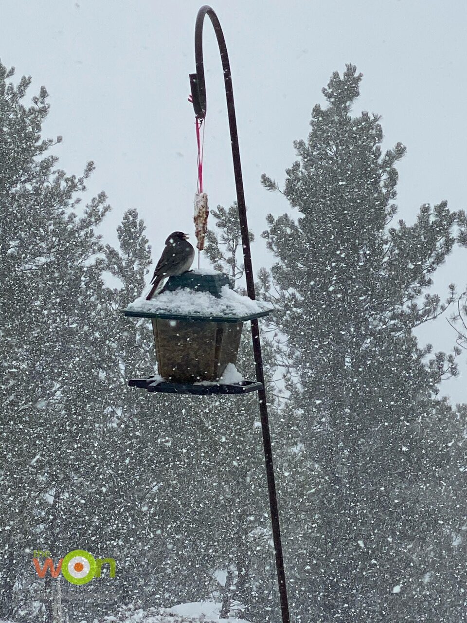 bird on Heart-Shaped Bird Feeder