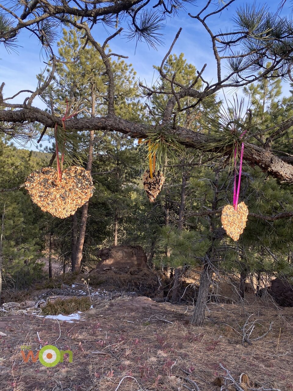 birdseed hearts hanging on a tree branch