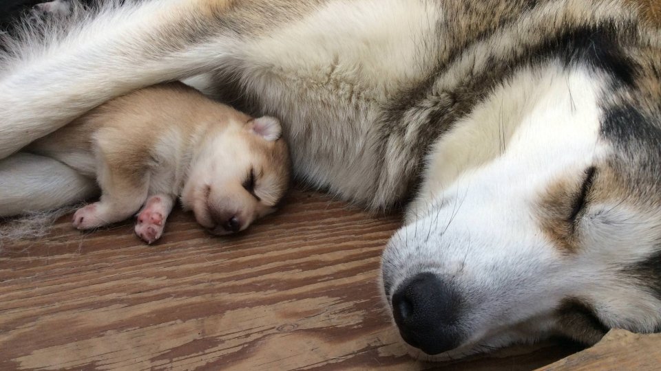 denalinpp_puppy-cam-dogs-sleeping_nps Denali Puppy Cam