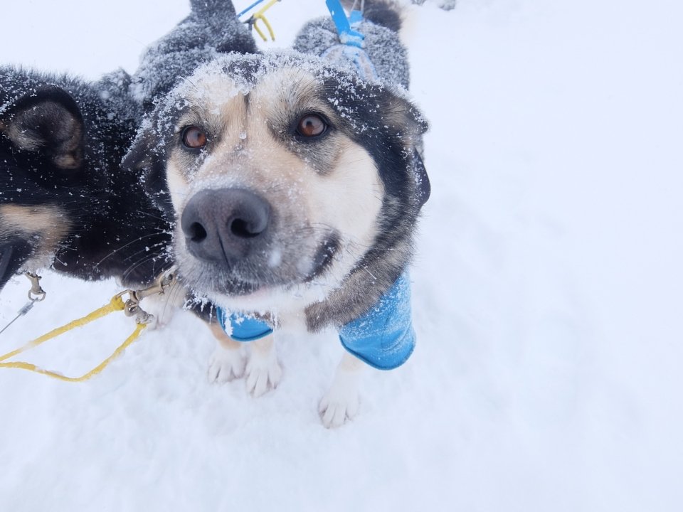 denalinpp sled dog in snow nps