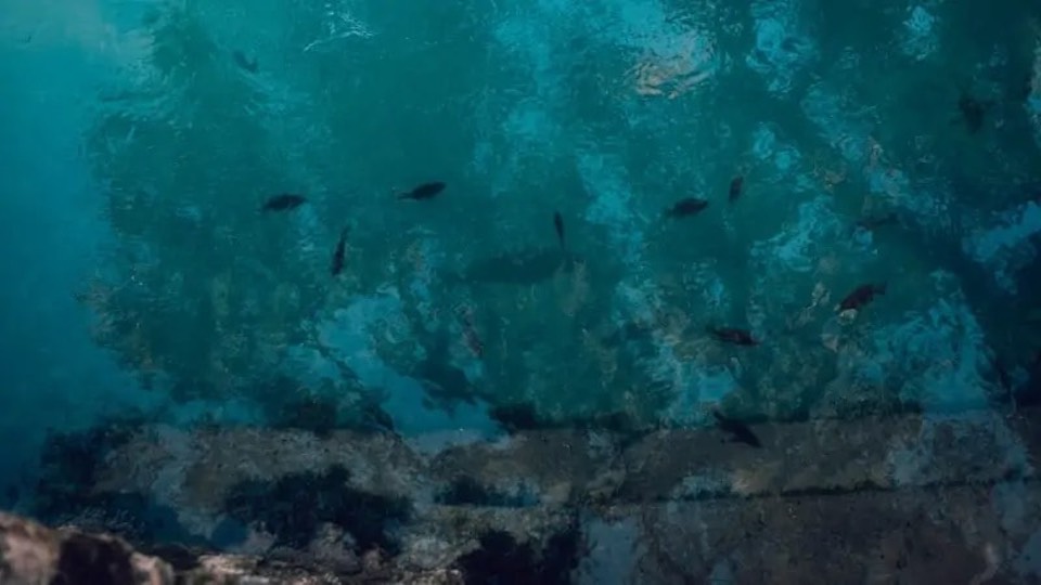 Fishes barely visible in blue water