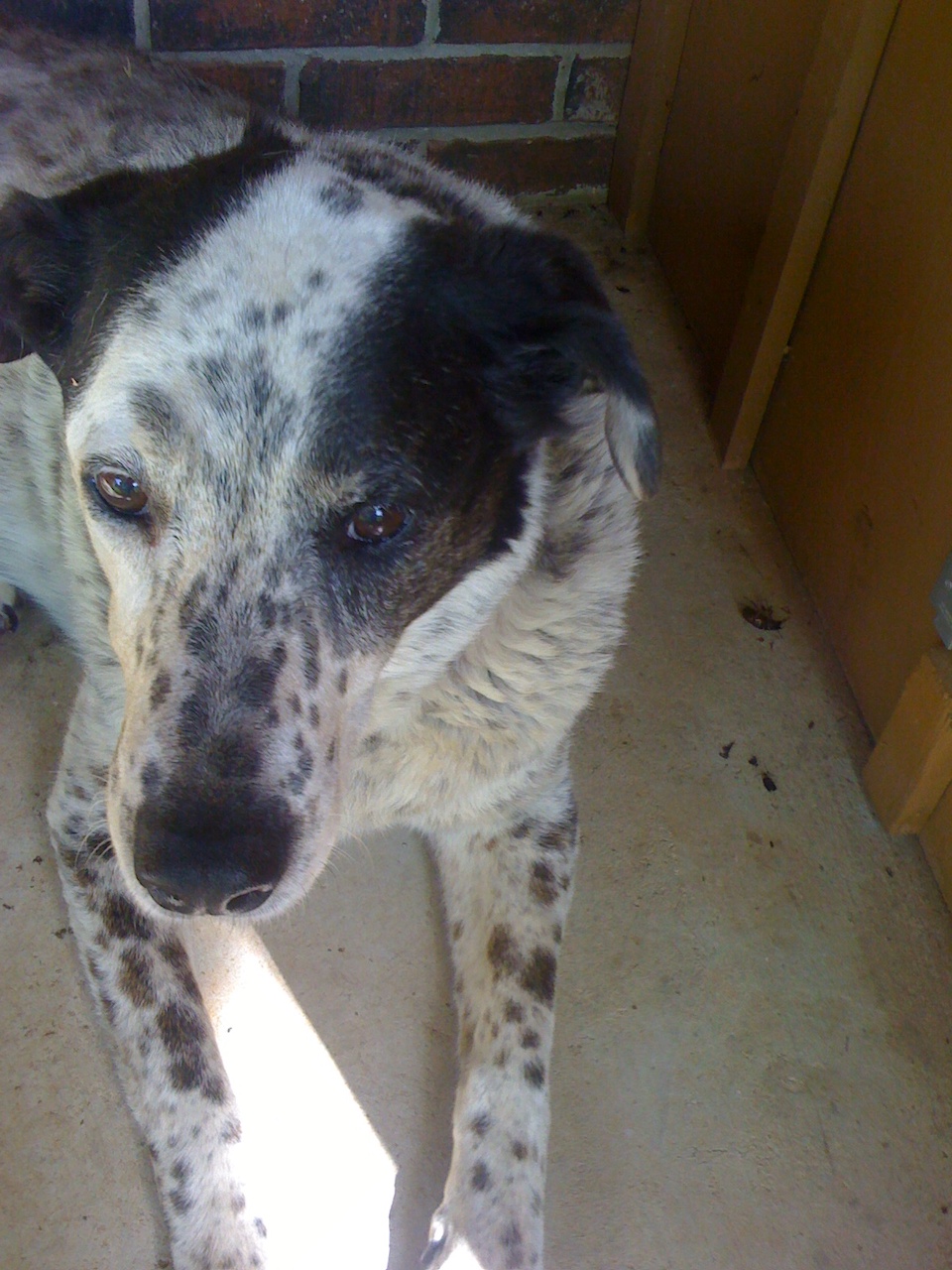 Lucy dog on front porch