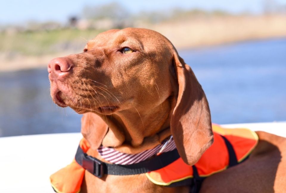 dog in life jacket Man’s Best Friend