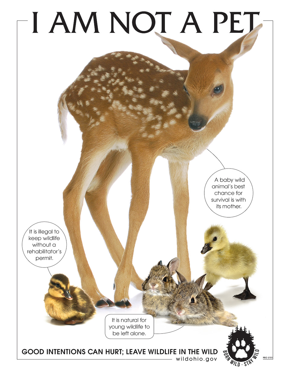 Orphaned  and Injured Wildlife