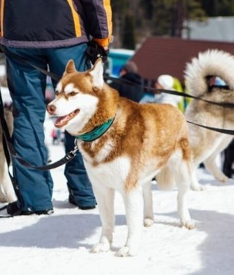 Pet friendly ski resorts feature