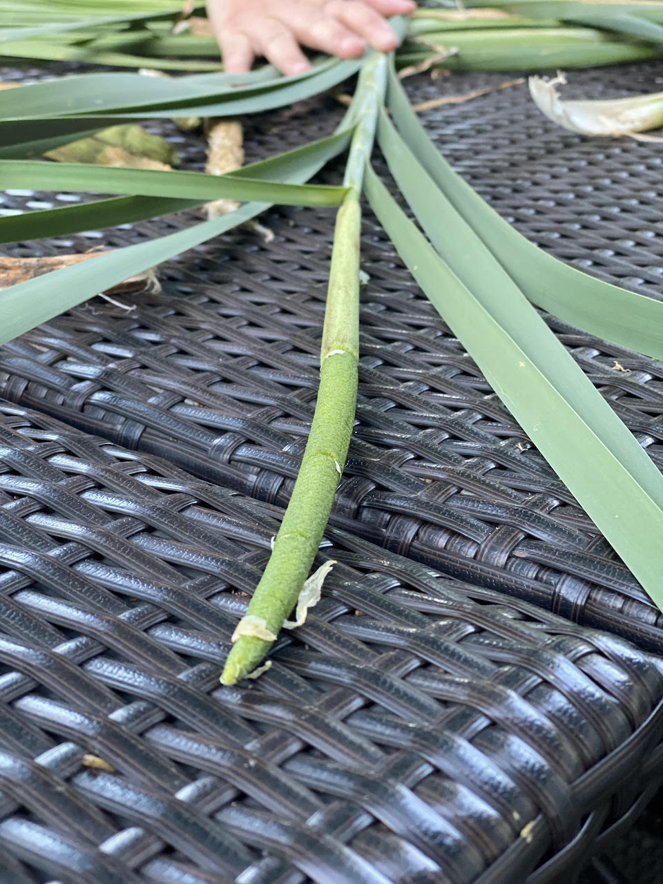 cleaned cattail