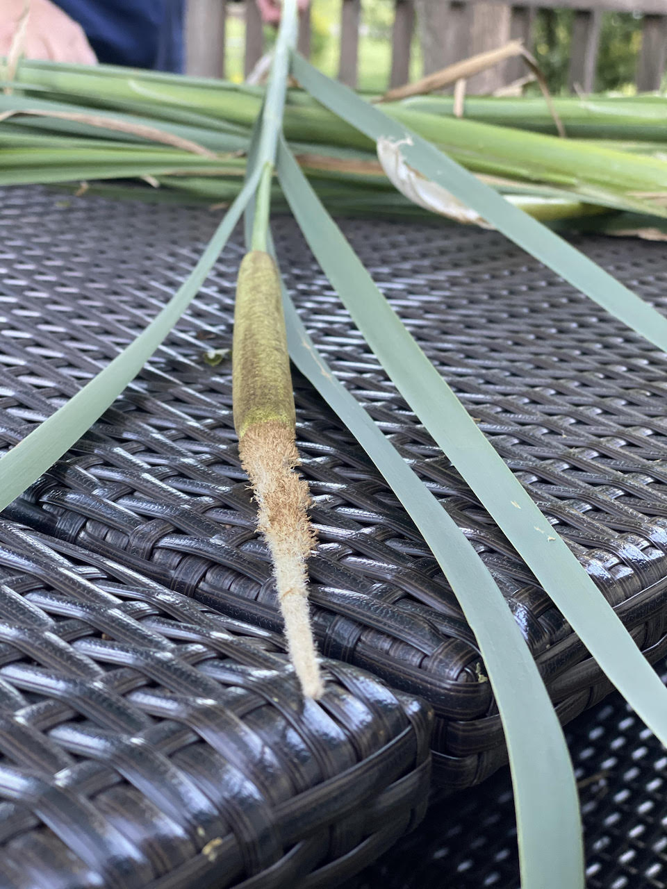 cleaning cattails