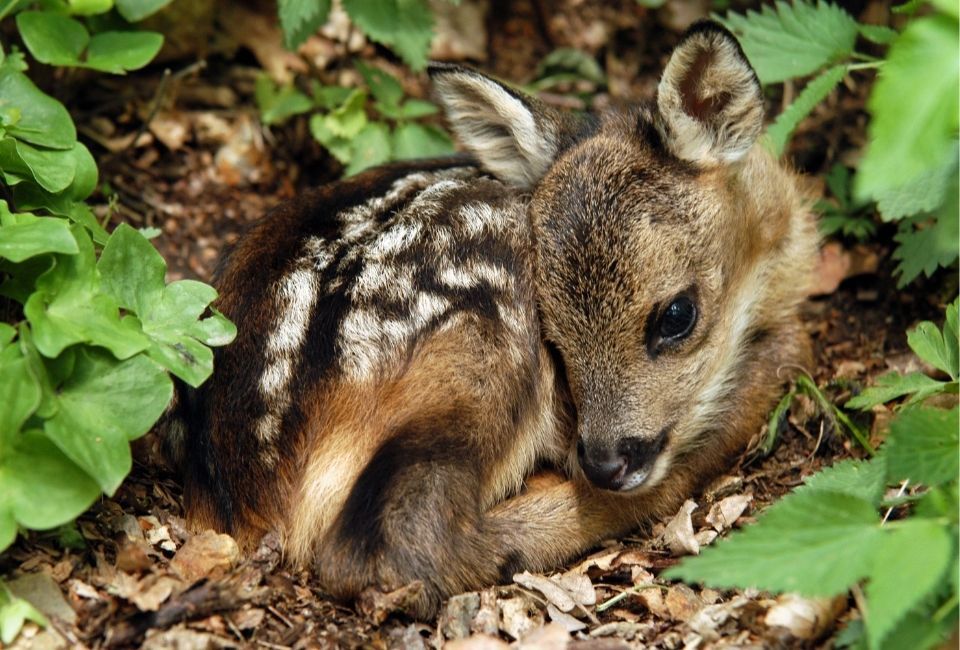 Orphaned  and Injured Wildlife