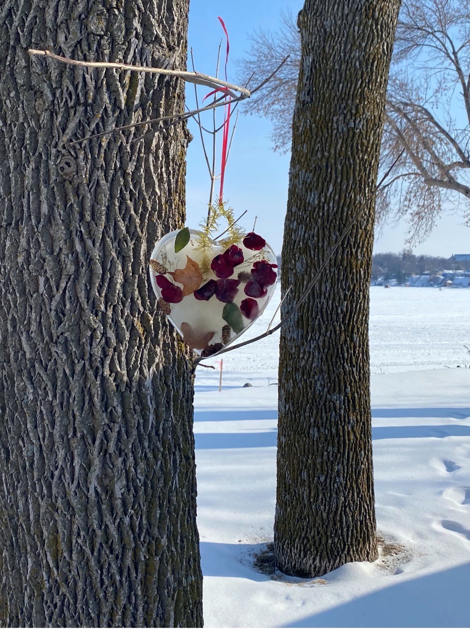 heart shaped frozen suncatcher