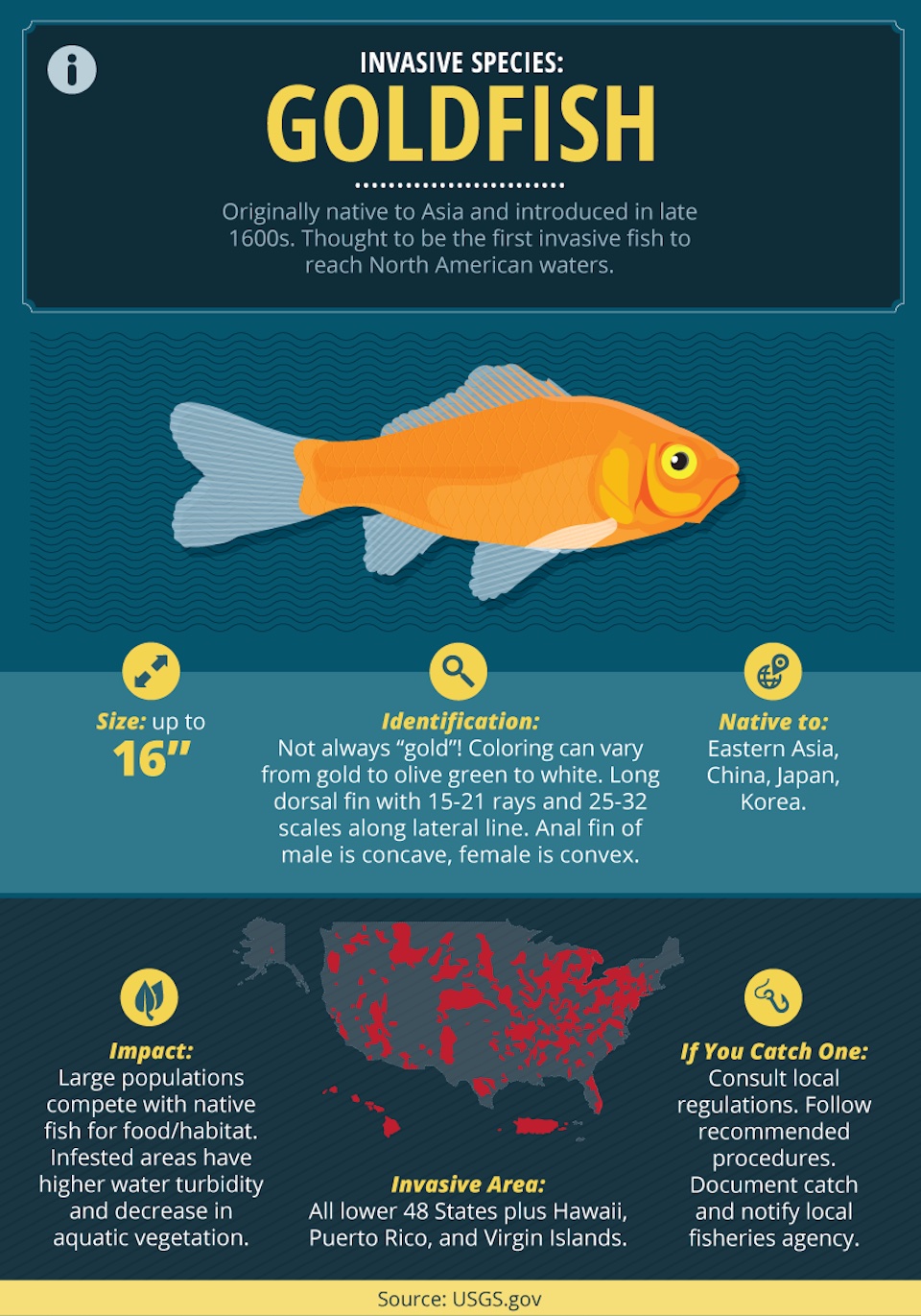 invasive-species-goldfish