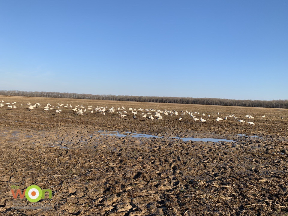 mucky goose field at the Arkansas Goose Hunt