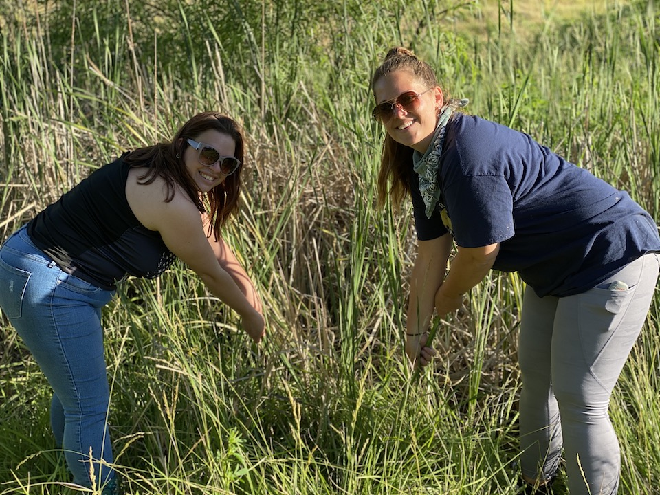 picking cattails