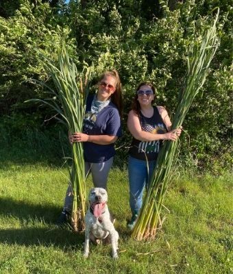 pickled cattails feature