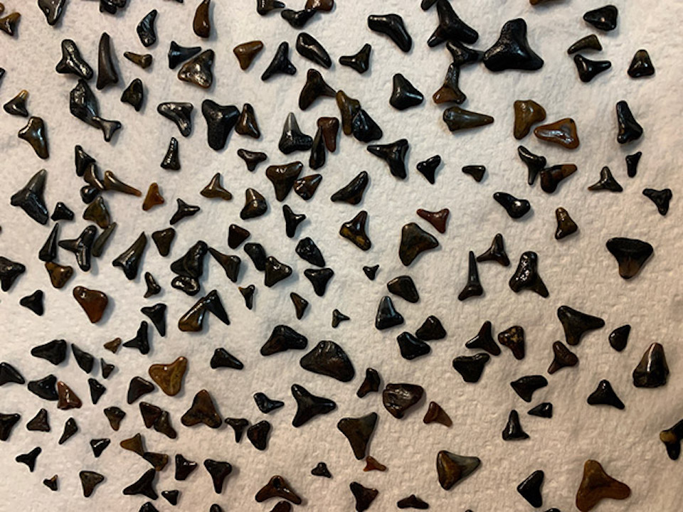 Shark Teeth