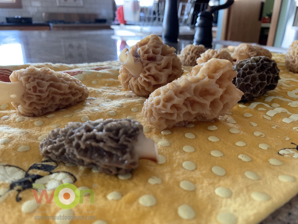 morels on a towel